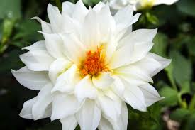 وردة بيضاء Beautiful-white-flower
