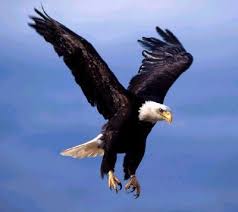 several species of Eagles