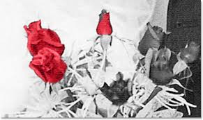 how to paint roses