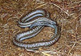 reptiles snakes