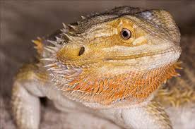 picture bearded dragons