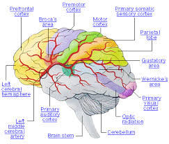 human brain image