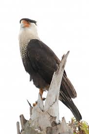 mexican eagle