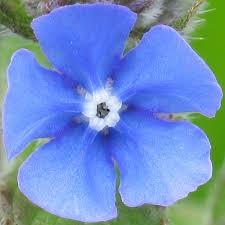 blue flower images
