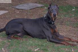 blue doberman