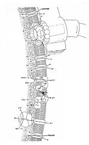 membrane