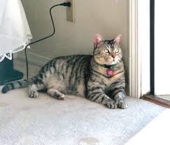 egyptian mau