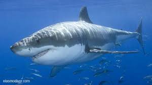 Great White Shark