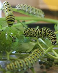 butterfly larvae pictures