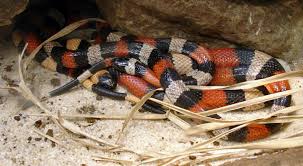 red spitting cobra
