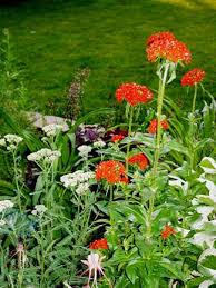 maltese cross flower