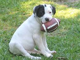 football dog