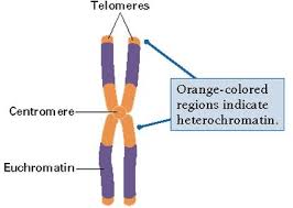 Telomeres