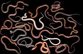 corn snake morphs