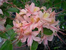pictures azaleas