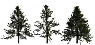 types of pine trees pictures