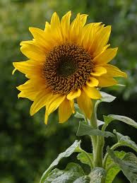 ��� ���� sunflowers