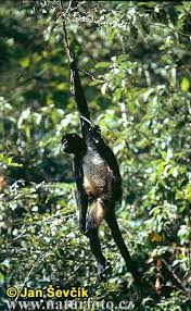 spider monkey