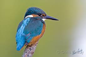 kingfisher