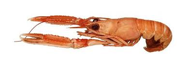 http://t3.gstatic.com/images?q=tbn:7sRTy6qJH7AJNM:http://rocksaltuk.files.wordpress.com/2010/02/langoustine.jpg