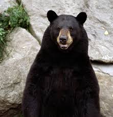 bear