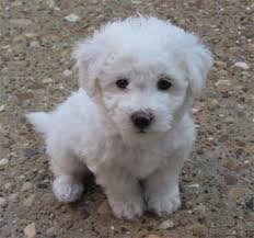 bichon