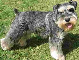 http://images.google.com/imgres?imgurl=http://www.breederretriever.com/photopost/data/719/medium/schnauzer.jpg&imgrefurl=http://www.breederretriever.com/dog-breeds/176/miniature-schnauzer.php&usg=__bxljWaCuySSXnThzHuj2YGY8rUM=&h=305&w=400&sz=34&hl=en&start=2&um=1&tbnid=82orndJjf7Z0IM:&tbnh=95&tbnw=124&prev=/images?q=miniature+schnauzers&hl=en&rlz=1T4DKUS_enUS301US301&sa=N&um=1