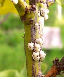 citrus tree pests