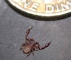 scorpion species