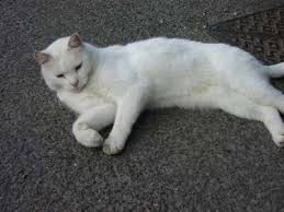 white cat picture