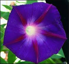 morning glory flower