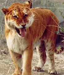 tigon pictures