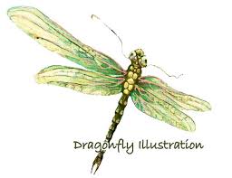 dragonfly illustrations