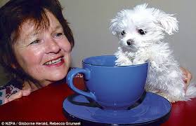 smallest dog in the world