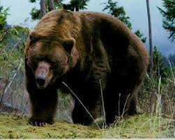 GRIZZLY BEARS