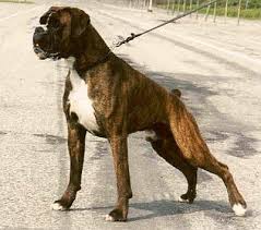brindle boxer