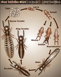 Basically, all termites start