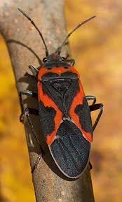 milkweed bug pictures