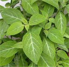 Found in: Salvia divinorum