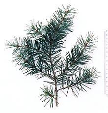 Coast Douglas-fir branch