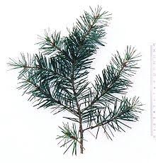 Coast Douglas-fir branch