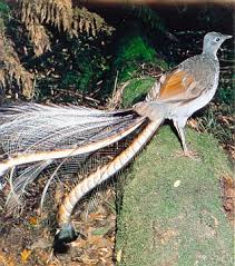 birds are the lyrebirds.