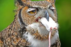 great horned owl food
