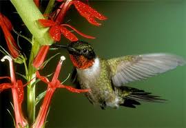 printable hummingbird pictures