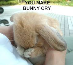 you-make-bunny-cry.jpg