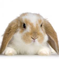 The Busy Bunny