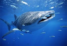 whale shark fish