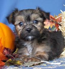 lhasa apso puppy