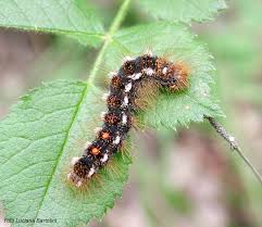 pictures of poisonous caterpillars