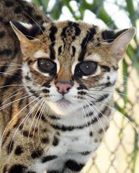 leopard cat pictures